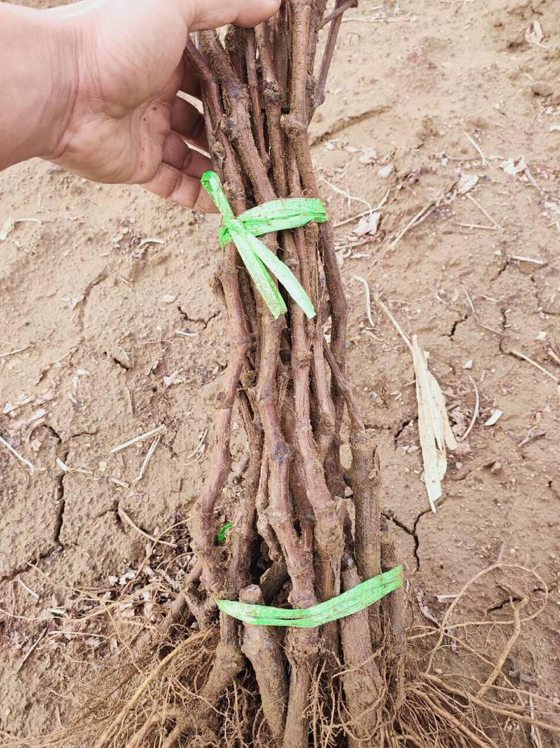 河北葡萄苗基地青提葡萄苗（无核白鸡心）新疆种植品种纯度保