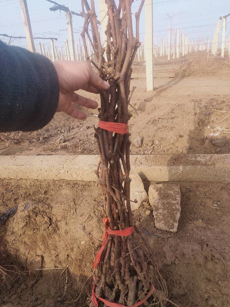 河北葡萄苗基地青提葡萄苗（无核白鸡心）新疆种植品种纯度保