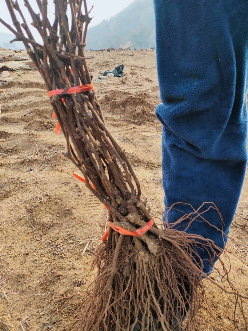 河北葡萄苗基地青提葡萄苗（无核白鸡心）新疆种植品种纯度保