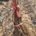 河北葡萄苗基地青提葡萄苗（无核白鸡心）新疆种植品种纯度保