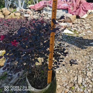 红继木，开花绿植，佛山基地直销一手货源，基地直发，