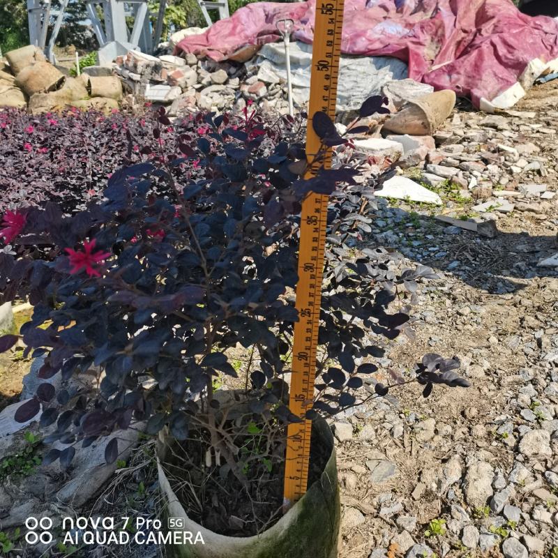 红继木，开花绿植，佛山基地直销一手货源，基地直发，