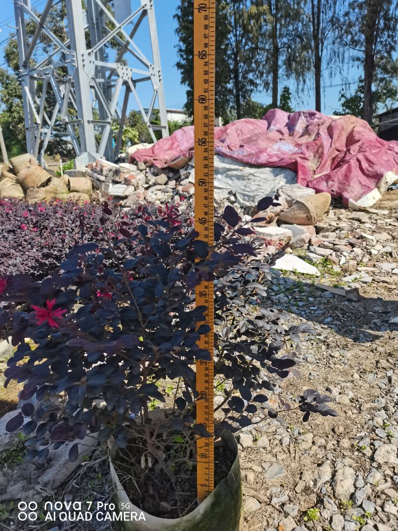 红继木，开花绿植，佛山基地直销一手货源，基地直发，