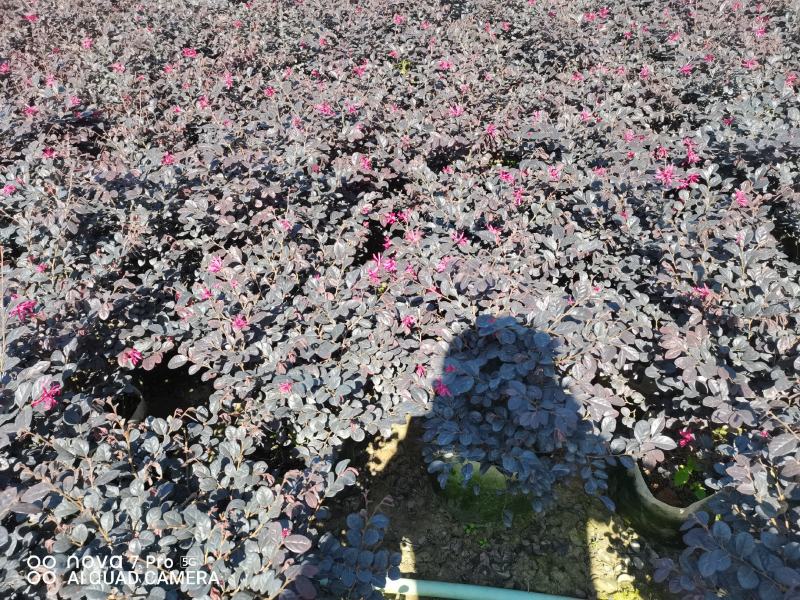 红继木，开花绿植，佛山基地直销一手货源，基地直发，