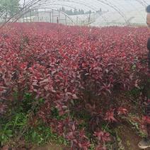 陕西省周至县营养体。紫叶矮樱颜色鲜艳，好搭配，欢迎