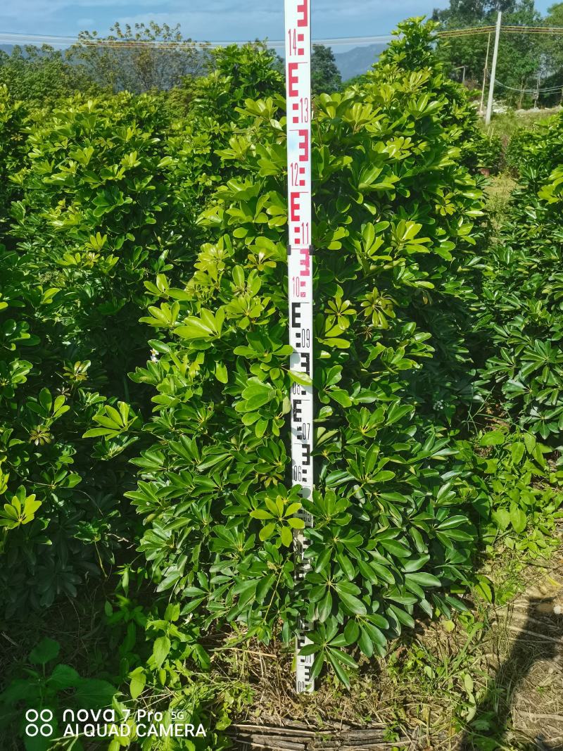 鸭脚木招财树基地直销，批发价格，基地直销