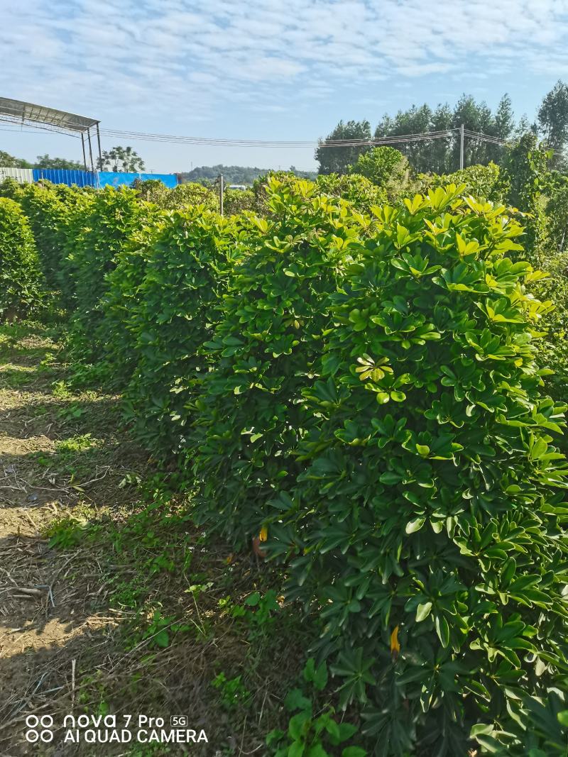 鸭脚木招财树基地直销，批发价格，基地直销