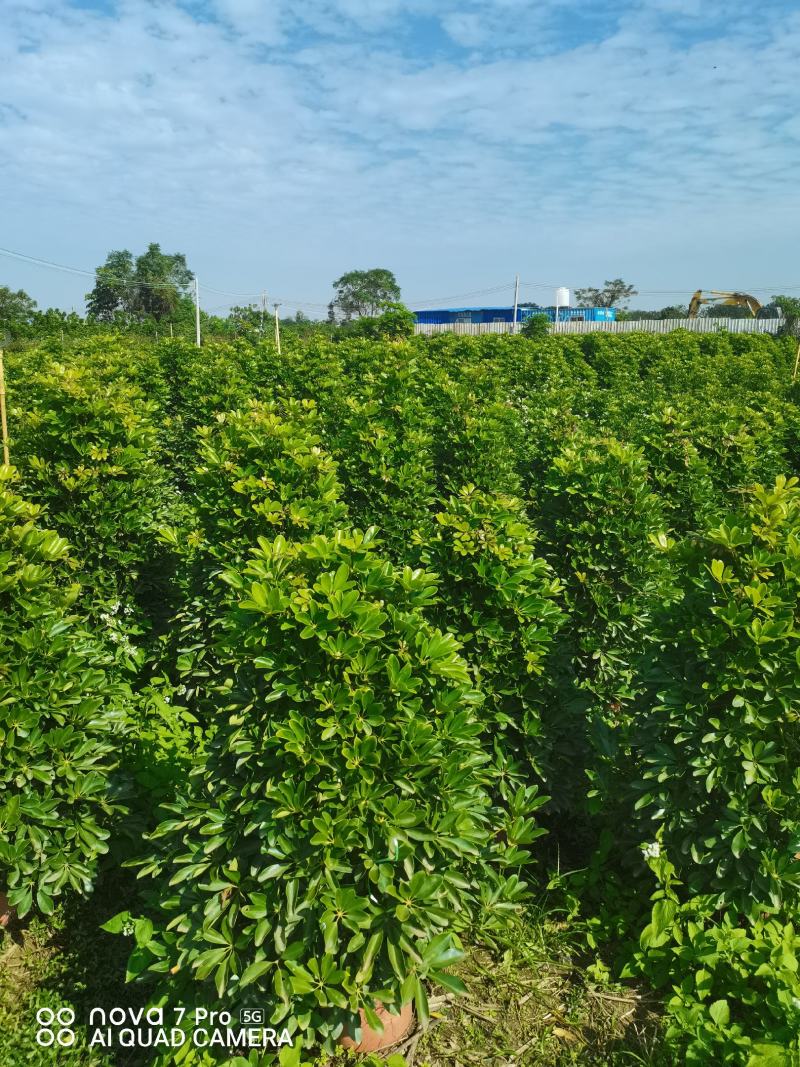 鸭脚木招财树基地直销，批发价格，基地直销