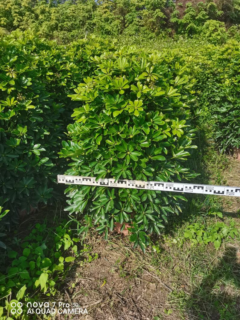 鸭脚木招财树基地直销，批发价格，基地直销