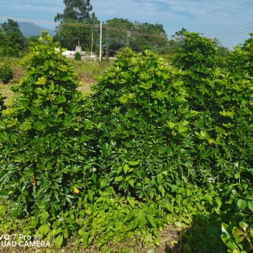 鸭脚木招财树基地直销，批发价格，基地直销