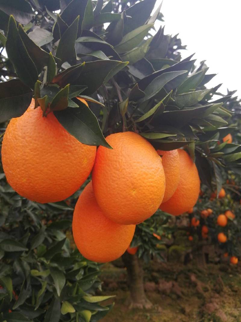 【湖北脐橙】湖北橙子纽荷尔、长虹、产地现摘直发货源充足