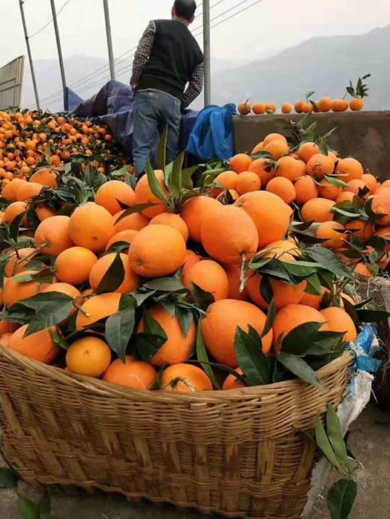 【湖北脐橙】湖北橙子纽荷尔、长虹、产地现摘直发货源充足