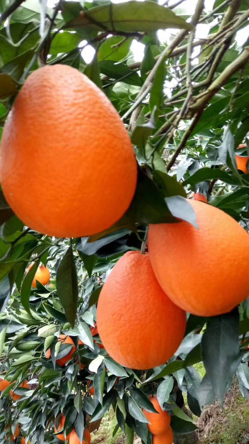 【湖北脐橙】湖北橙子纽荷尔、长虹、产地现摘直发货源充足
