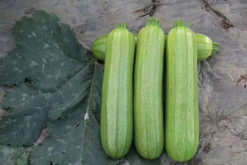 西葫芦小瓜三叶瓜云南元谋高原西葫芦