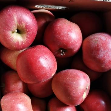 吉林现摘新鲜寒富苹果水果苹果甜脆可口农产品可以包山发货