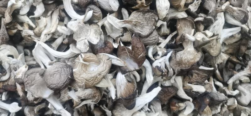 干平菇烘干平菇真空包装平菇帽精挑平菇