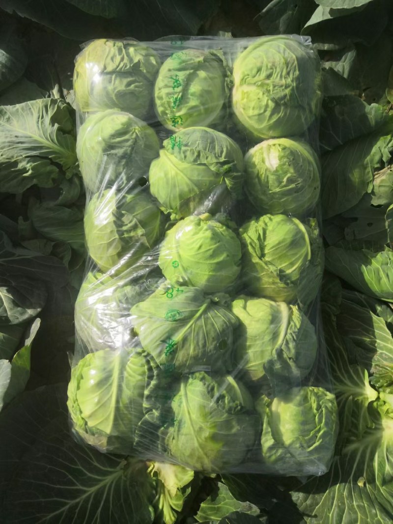 蔬菜，精品干蓝，颜色青绿，口感清脆，产地直销，