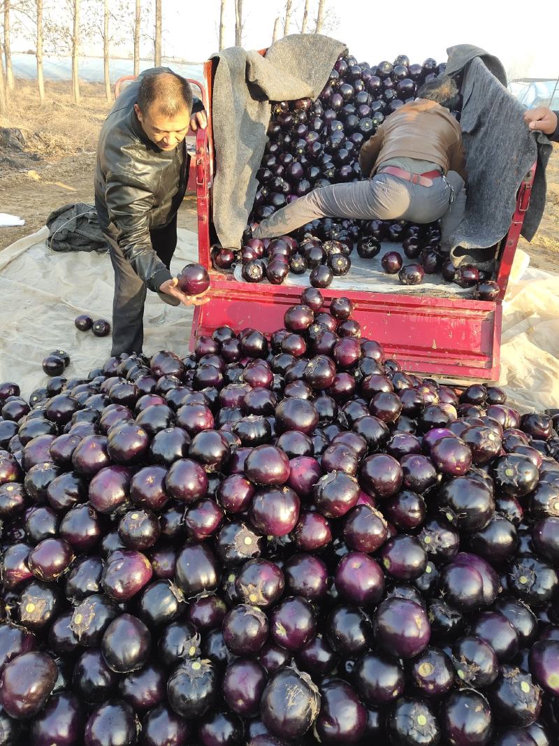 【食堂市场赶集货】山东莘县圆茄子《加工厂社区电商》