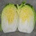 【精品推荐】矮颗黄心菜大量供应，质量好大中小颗