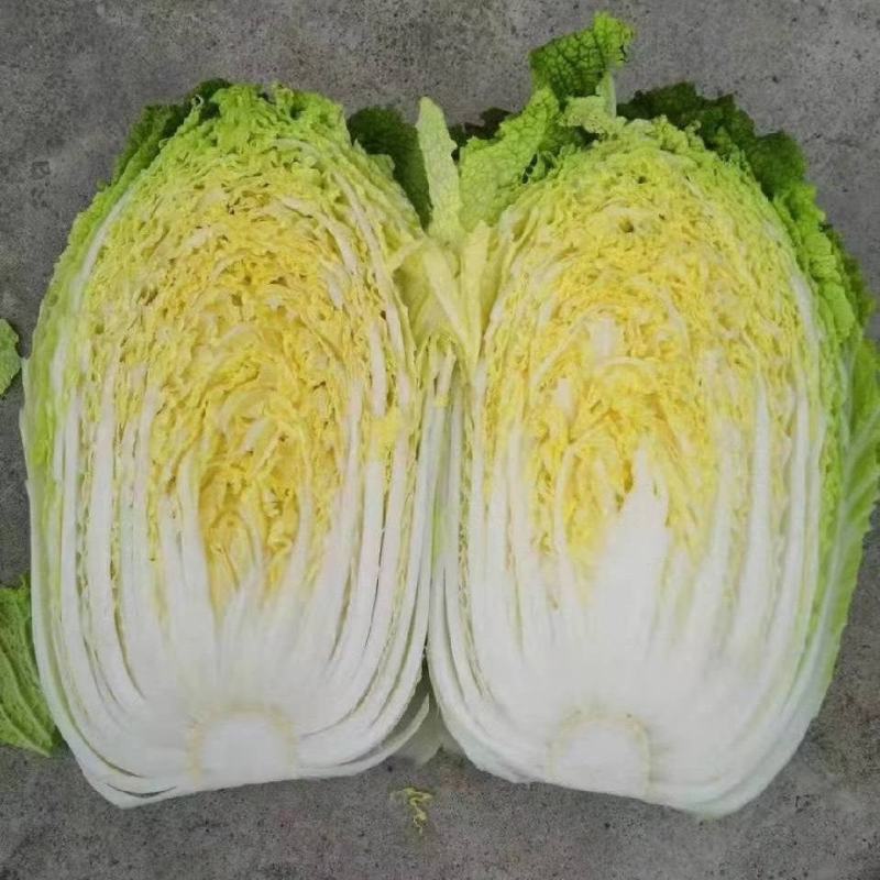 【精品推荐】矮颗黄心菜大量供应，质量好大中小颗