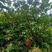 柚子树3米高