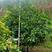 柚子树3米高