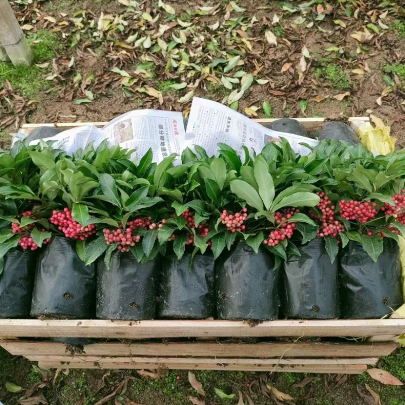 矮霸富贵籽，长期有货，基地量大价优，欢迎来电咨询，在线聊