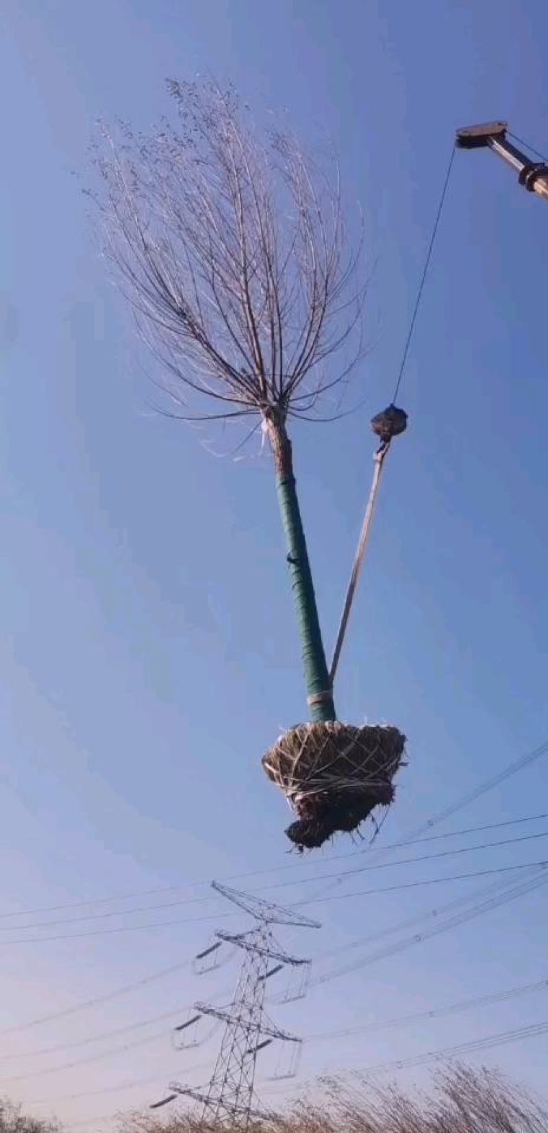 大量供应馒头柳，苗圃直供，一手货源。量大价低