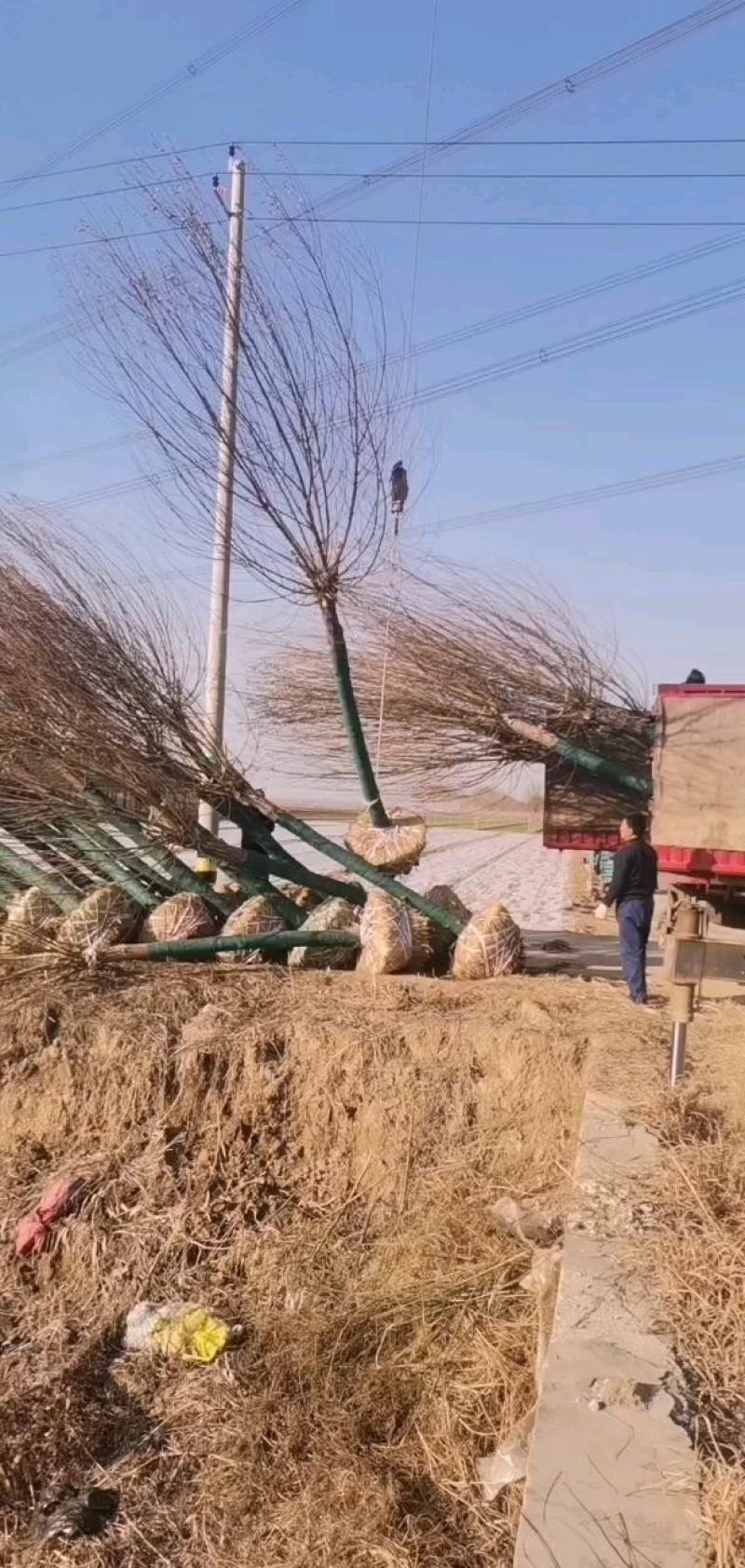 大量供应馒头柳，苗圃直供，一手货源。量大价低