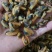贻贝淡菜干海虹干新货无沙十足干一手货源产地直供