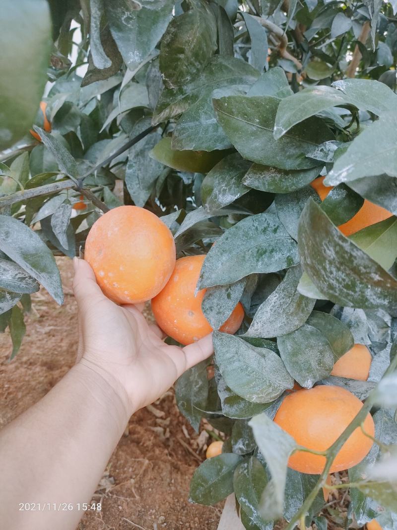 沃柑