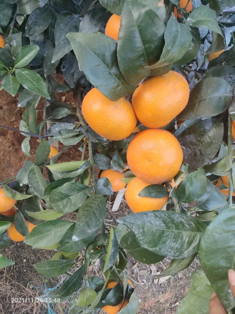 沃柑