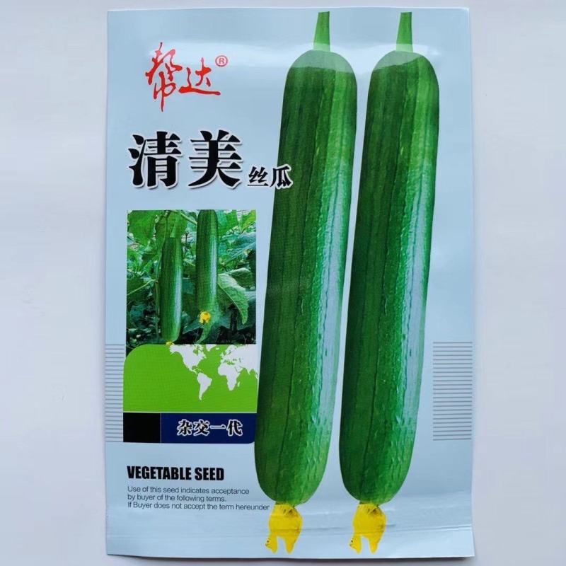 丝瓜种子帮达清美瓜皮翠绿色油亮有光泽清香味浓抗性好