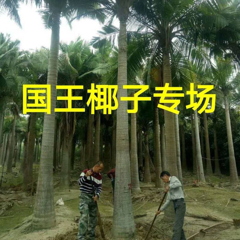 杆高4米自然高度6米国王椰子椰子树棕榈树