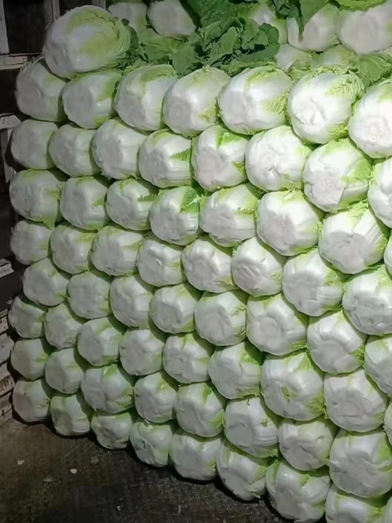 夏邑精品黄心白菜大量上市视频看货，代发全国，各种包装齐全