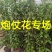 漳州炮仗花批发福建炮仗花价格漳州鞭炮花基地鞭炮花供应