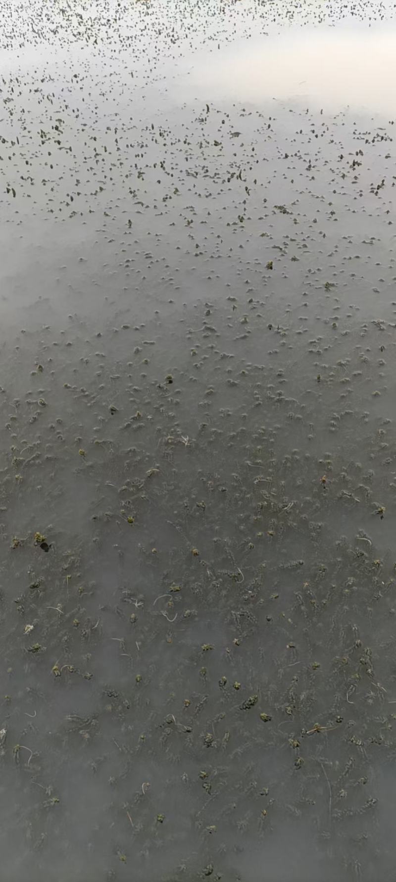 伊乐藻，吃不败，小龙虾螃蟹养殖专用水草，易成活