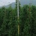 漳州炮仗花批发福建炮仗花价格漳州鞭炮花基地鞭炮花供应