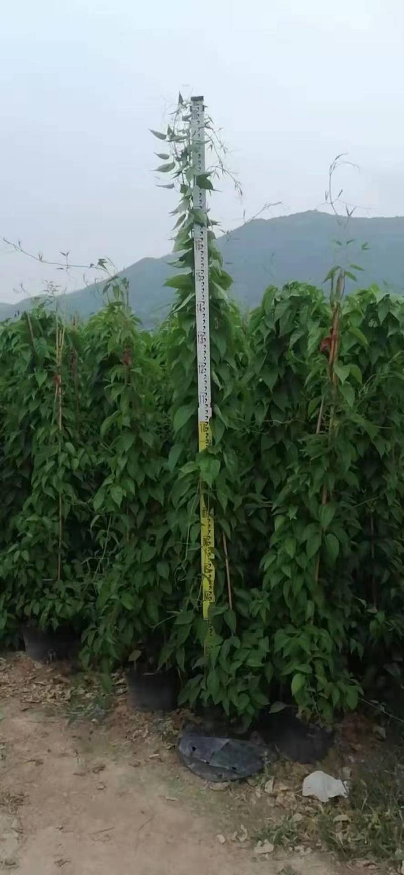 漳州炮仗花批发福建炮仗花价格漳州鞭炮花基地鞭炮花供应