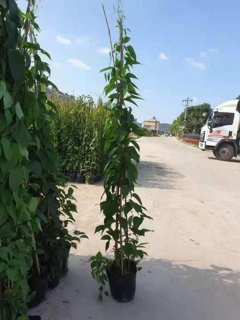 漳州炮仗花批发福建炮仗花价格漳州鞭炮花基地鞭炮花供应