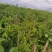 漳州炮仗花批发福建炮仗花价格漳州鞭炮花基地鞭炮花供应