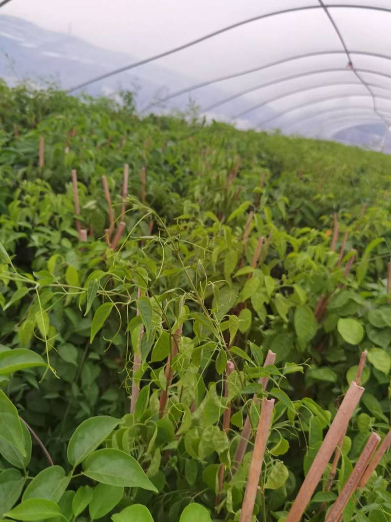 漳州炮仗花批发福建炮仗花价格漳州鞭炮花基地鞭炮花供应