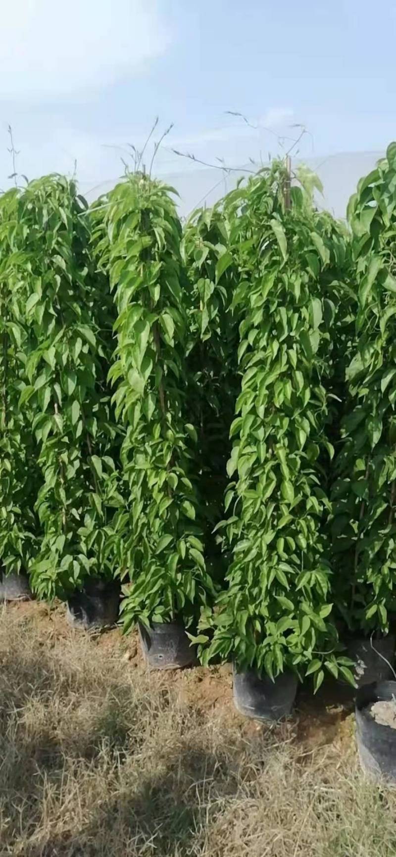 漳州炮仗花批发福建炮仗花价格漳州鞭炮花基地鞭炮花供应