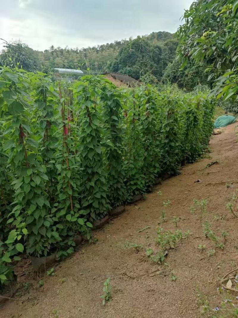 漳州炮仗花批发福建炮仗花价格漳州鞭炮花基地鞭炮花供应