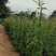 漳州炮仗花批发福建炮仗花价格漳州鞭炮花基地鞭炮花供应