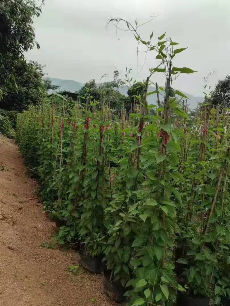 漳州炮仗花批发福建炮仗花价格漳州鞭炮花基地鞭炮花供应