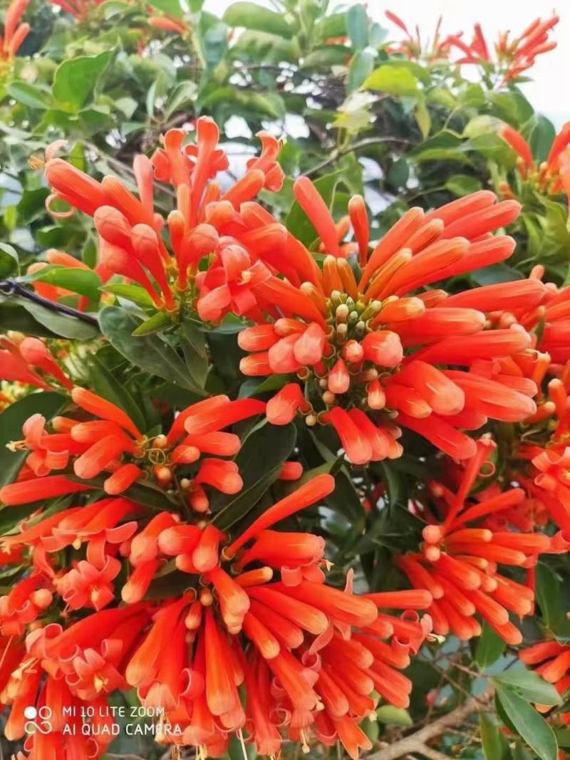 漳州炮仗花批发福建炮仗花价格漳州鞭炮花基地鞭炮花供应