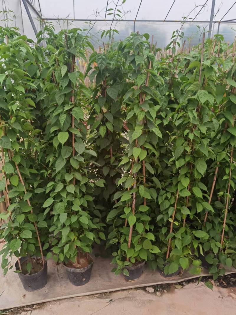 漳州炮仗花批发福建炮仗花价格漳州鞭炮花基地鞭炮花供应