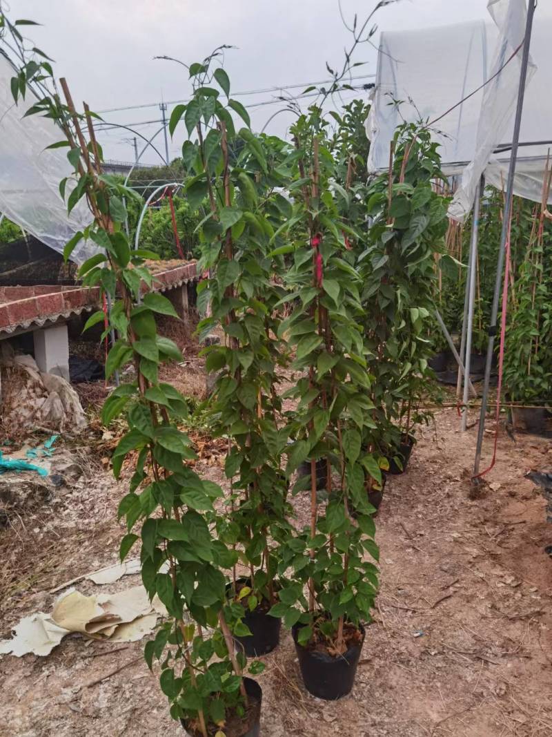漳州炮仗花批发福建炮仗花价格漳州鞭炮花基地鞭炮花供应