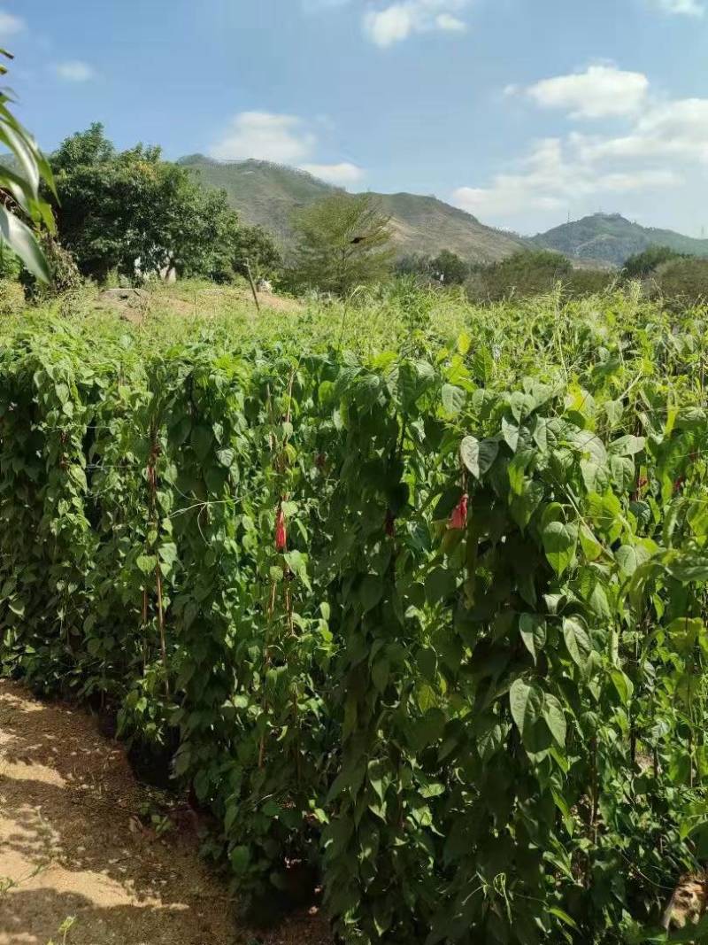 漳州炮仗花批发福建炮仗花价格漳州鞭炮花基地鞭炮花供应